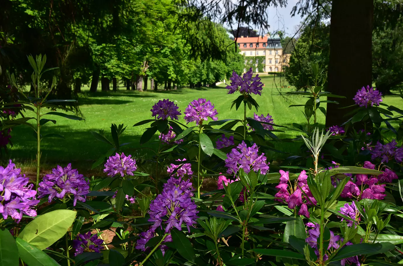 Fialové rododendrony v parcí zahradě s budovou na pozadí.