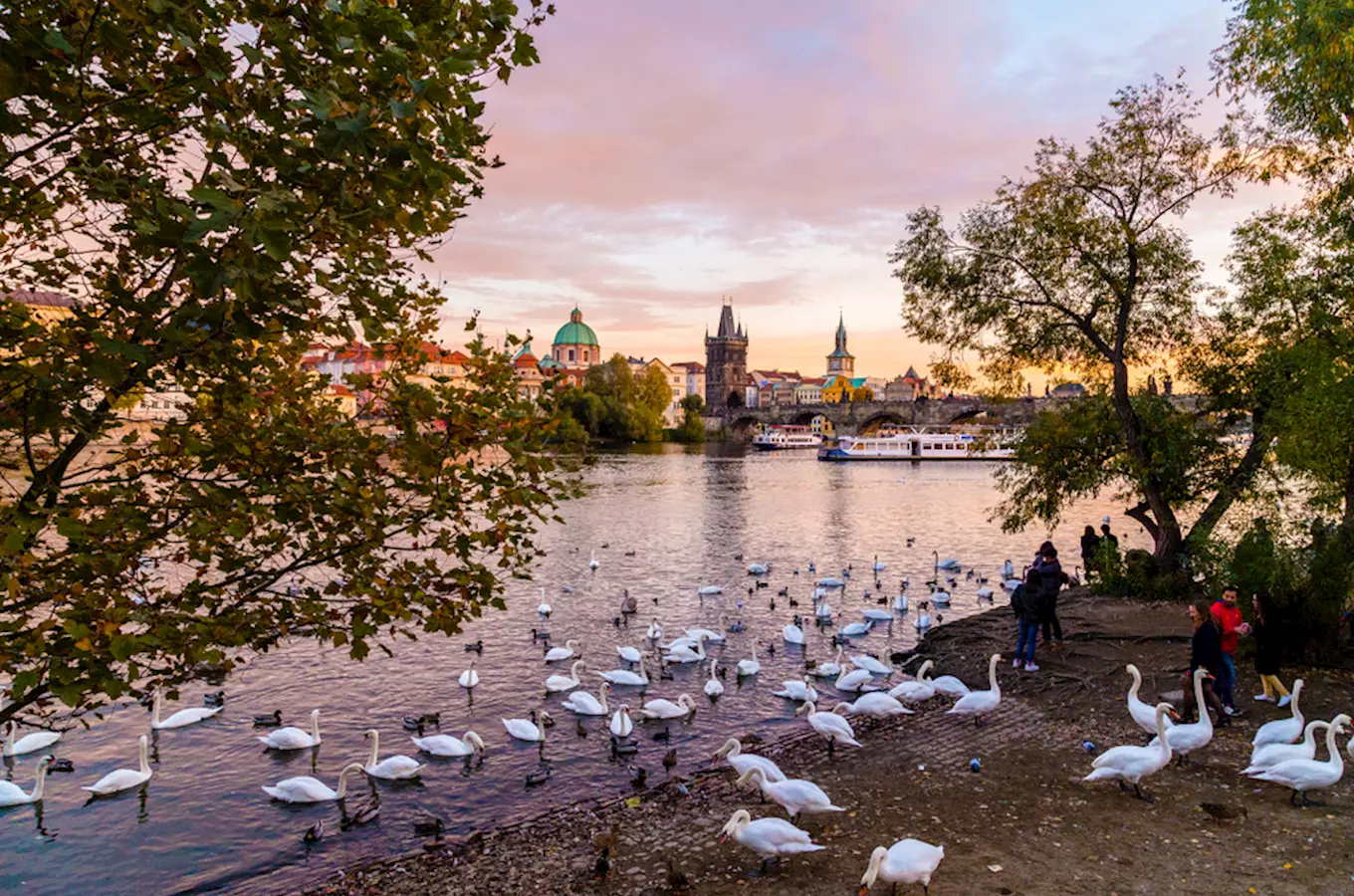 Karlův most a labutě na řece Vltavě v Praze.