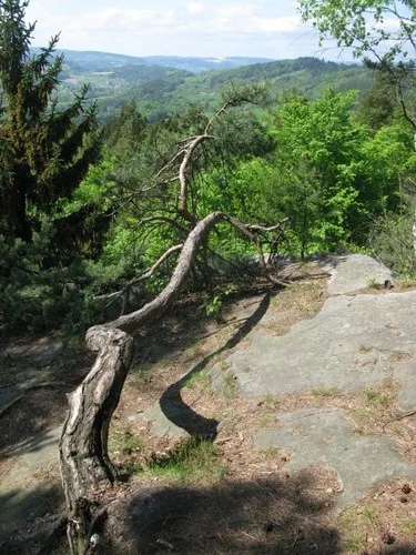 Padlý strom na skále s výhledem do krajiny horu Kozákova.