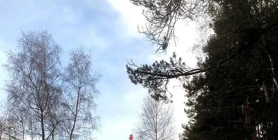 Stromy v Písku pod modrou oblohou s větvemi borovice.