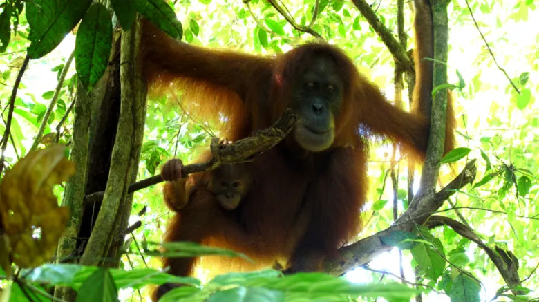 Orangután s mládětem v korunách stromů na ostrově Borneo.