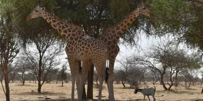 Dva žirafy stojí mezi stromy v africké savaně.