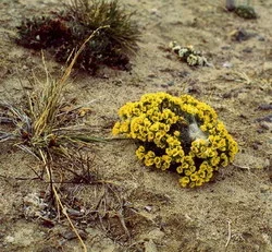 Yellow arctic lichen on sand