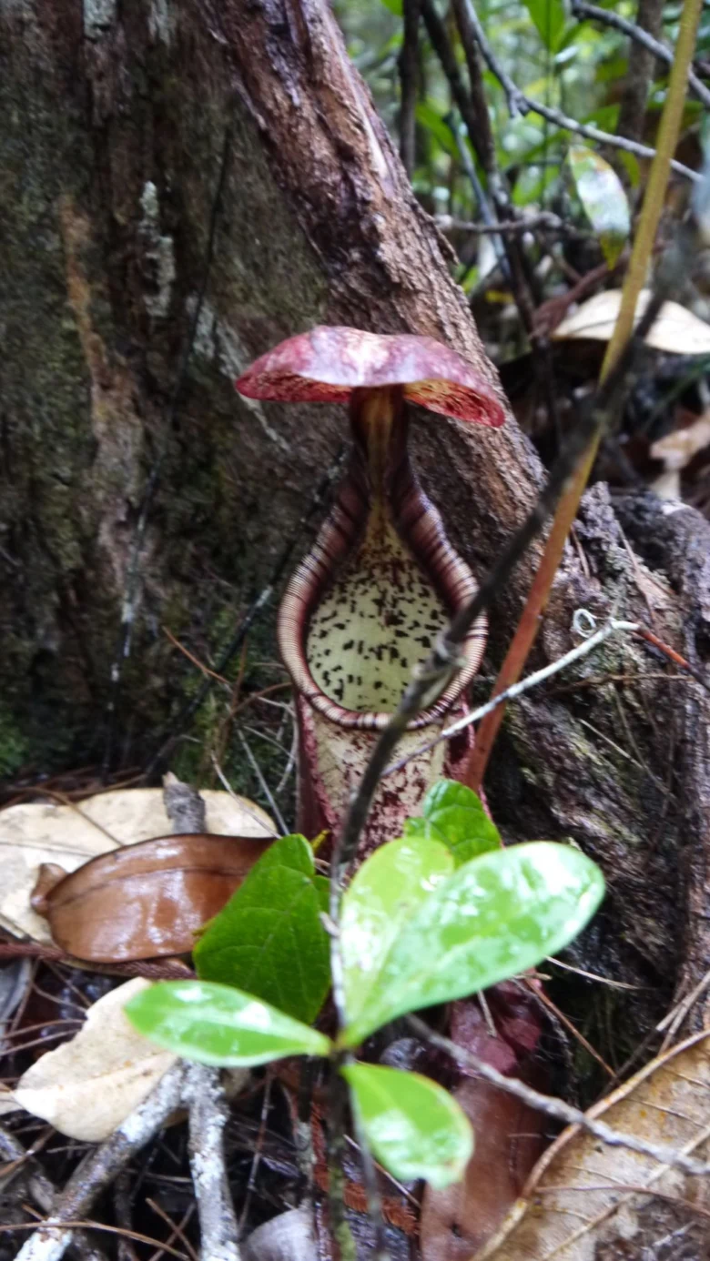 Květ s nádobou rostoucí ze stromu na ostrově Borneo.