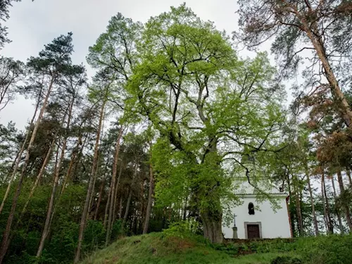 Bílá kaple v lese mezi vysokými stromy.
